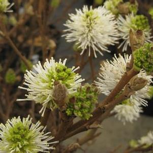 Fothergilla gardenii 