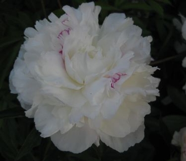 Paeonia Festiva Maxima