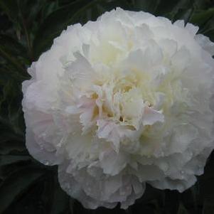 Paeonia Shirley Temple