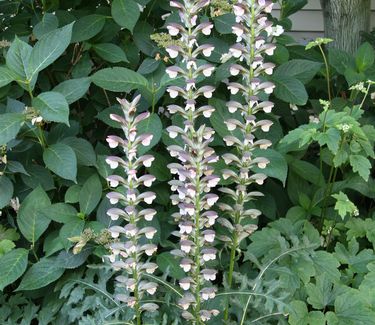 Acanthus spinosus 