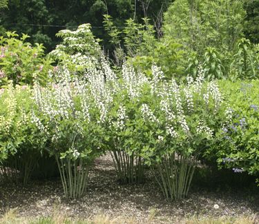 Baptisia alba var. macrophylla