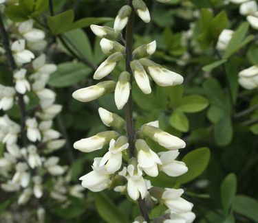 Baptisia alba var. macrophylla