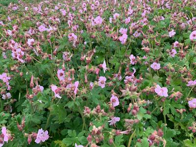 Geranium macrorrhizum 'Ingwersen's Variety' - Bigroot Cranesbill