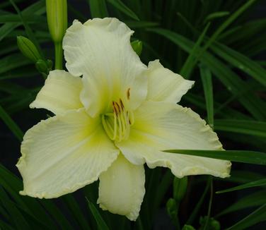 Hemerocallis 'Sunday Gloves' - Daylily