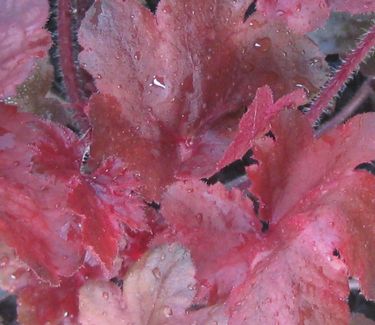 Heuchera x 'Fire Chief'