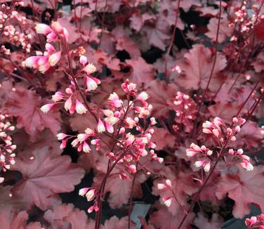 Heuchera x Fire Chief 