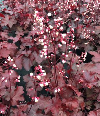 Heuchera x Fire Chief 