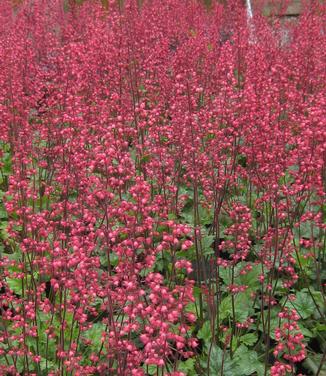 Heuchera x Paris 