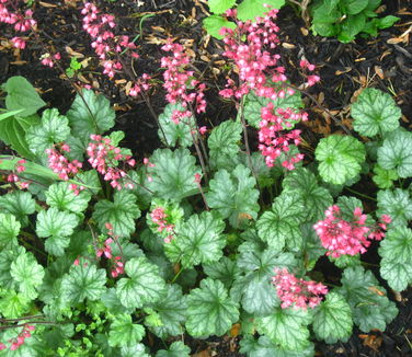 Heuchera x Paris