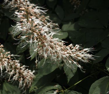 Aesculus parviflora - Bottlebrush Buckeye