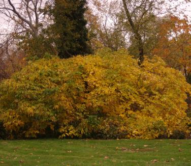 Aesculus parviflora - Bottlebrush Buckeye