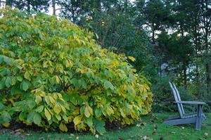 Aesculus parviflora - @ Jenkins Arb