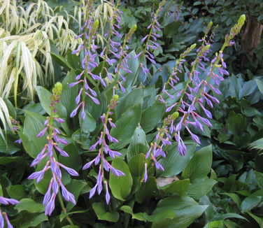 Hosta clausa