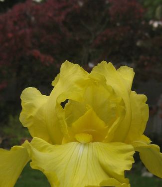Iris germanica Harvest of Memories (in fall)