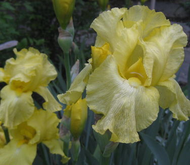 Iris germanica Harvest of Memories 