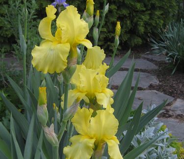 Iris germanica Harvest of Memories - German Bearded Iris