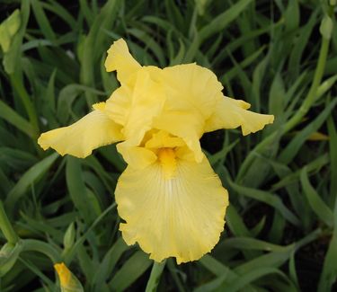 Iris germanica 'Harvest of Memories' 