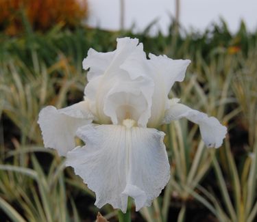 Iris germanica 'Immortality'