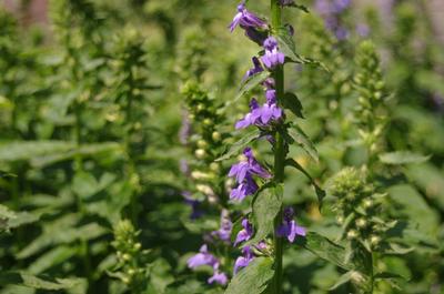 Lobelia siphilitica - Big Blue Lobelia 