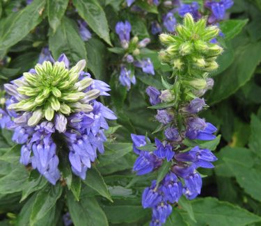 Lobelia siphilitica - Big Blue Lobelia (at Chanticleer)