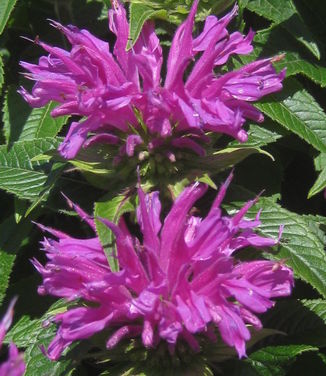 Monarda didyma Grand Parade