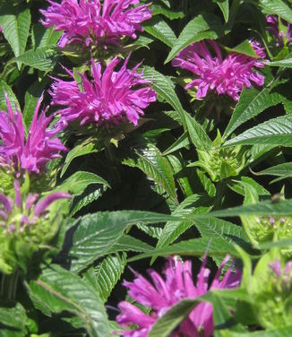 Monarda didyma Grand Parade