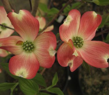 Cornus florida 'Cherokee Chief' 