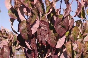 Cornus florida Cherokee Brave™