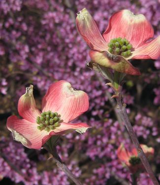 Cornus florida Cherokee Chief