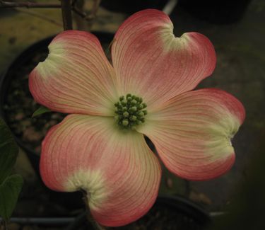 Cornus florida 'Cherokee Chief' 