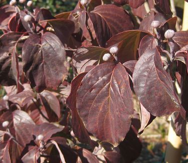 Cornus florida 'Cherokee Chief' - Flowering Dogwood (Fall color)