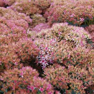 Sedum x Autumn Joy