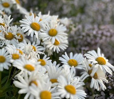 Nipponanthemum nipponicum - Montauk Daisy from Pleasant Run Nursery