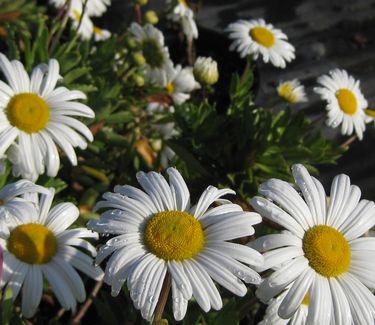 Nipponanthemum nipponicum - Montauk Daisy