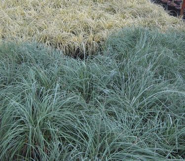 Carex flacca 'Blue Zinger'