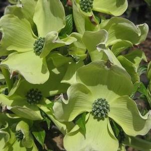 Cornus florida Cherokee Princess