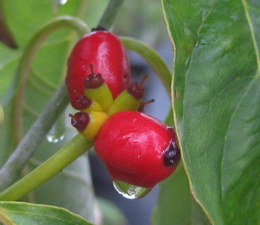 Cornus florida Jean's Appalachian Snow (fruit)