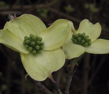 ornus florida 'Jean's Appalachian Snow'