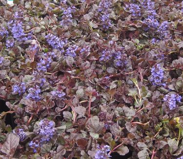 Ajuga reptans Black Scallop