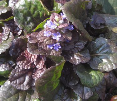 Ajuga reptans 'Black Scallop' - Bugleweed