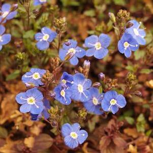 Veronica umbrosa Georgia Blue