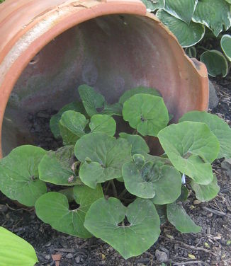 Asarum canadense - Canadian Ginger