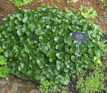 Asarum europaeum (Berkshire Botanical)