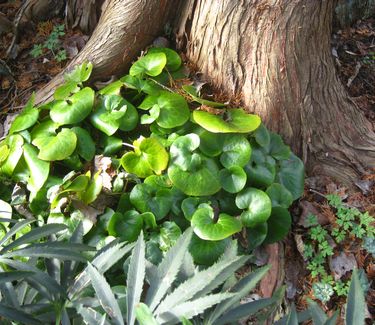 Asarum europaeum (at Morris Arb)