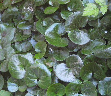 Asarum europaeum - NYBG