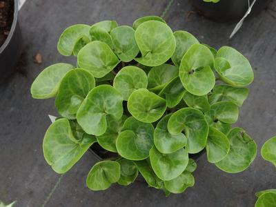 Asarum europaeum - European Wild Ginger