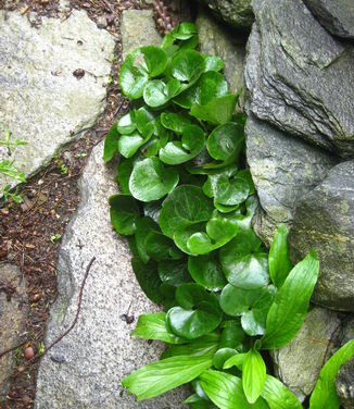 Asarum europaeum (Berkshire Botanical)