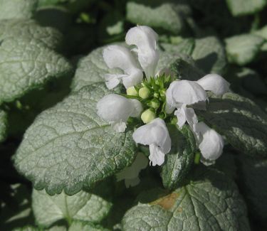 Lamium maculatum 'White Nancy' - Spotted Nettle