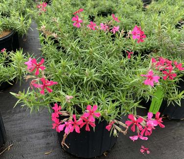 Phlox subulata 'Scarlet Flame' - Moss Phlox from Pleasant Run Nursery