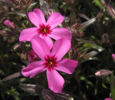 Phlox subulata Scarlet Flame - Creeping Phlox 